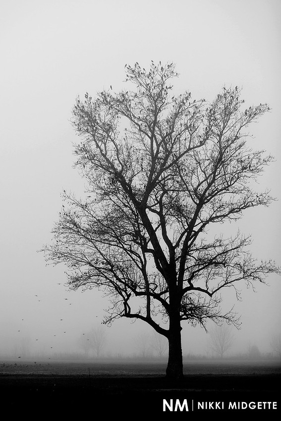 Morning Fog | Winterville, NC Photography