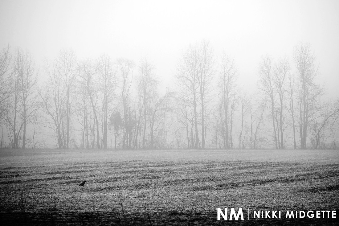 Lonely Raven in Fog | Ayden NC Photography