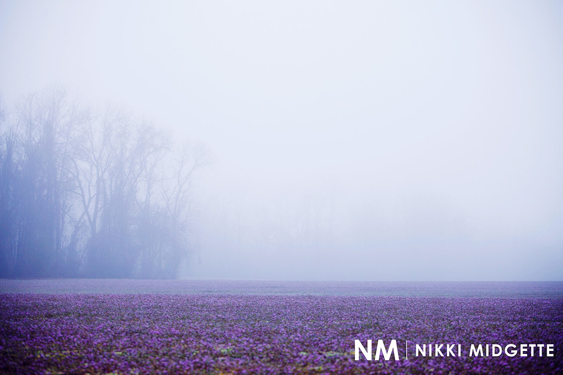 Purple Field Fog | Farmville NC Photos